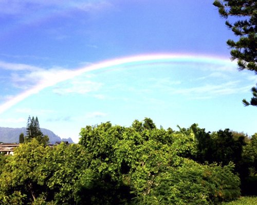 Rainbow arcing over treetops