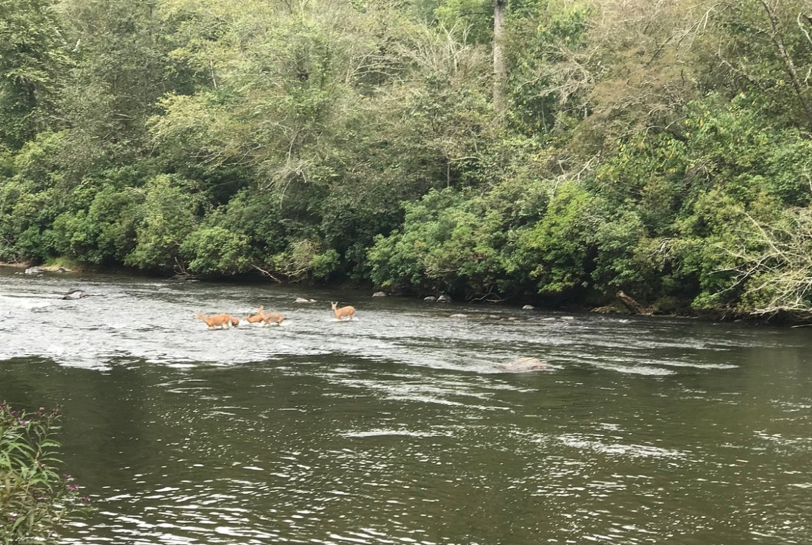 river area