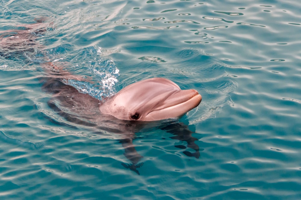 Swimming With Dolphins-min