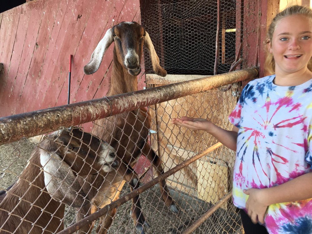 Petting Zoo
