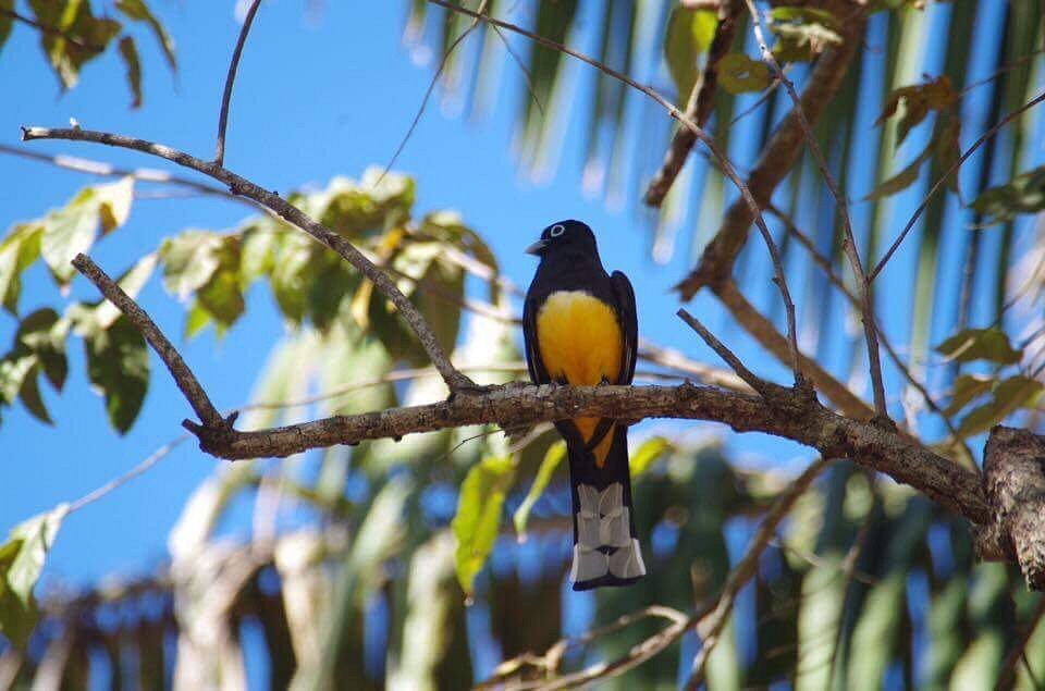 Villas Playa Samara Bird