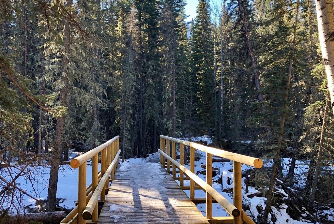 pathway to forest