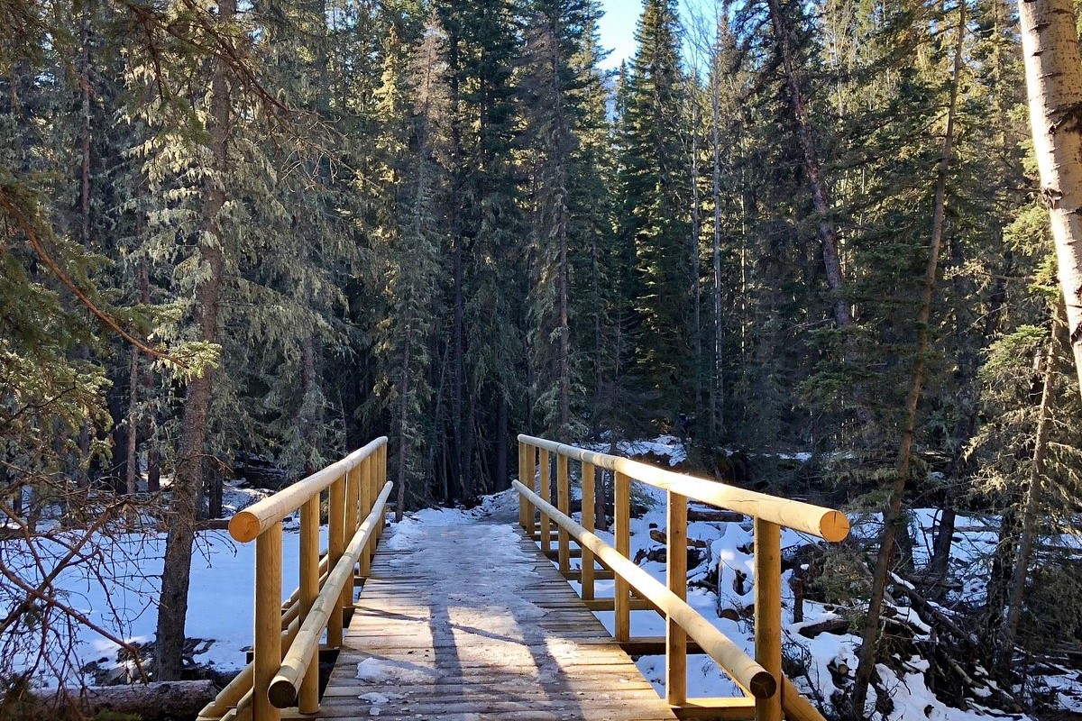 pathway to forest