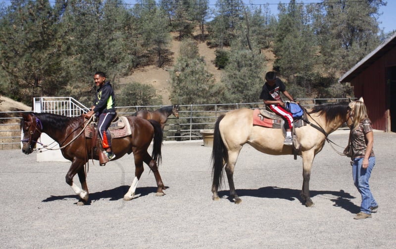 R Wild Horse Ranch horses