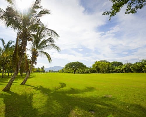 lush green view