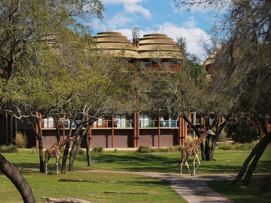Is Disney Vacation Club Worth It: Animal Kingdom Lodge
