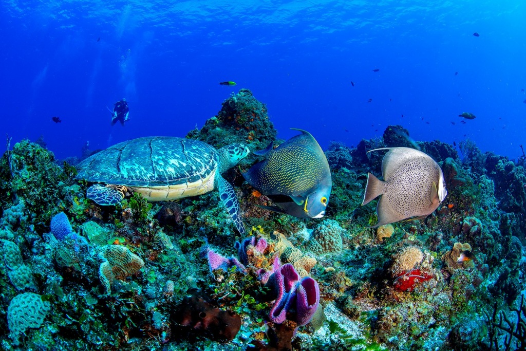 Cozumel Coral Reef