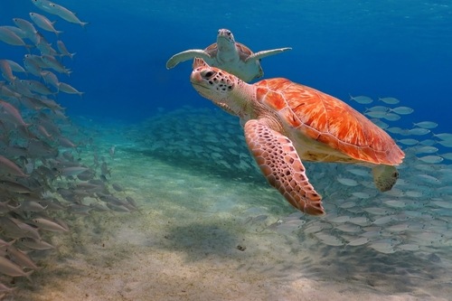 Snorkeling in Aruba