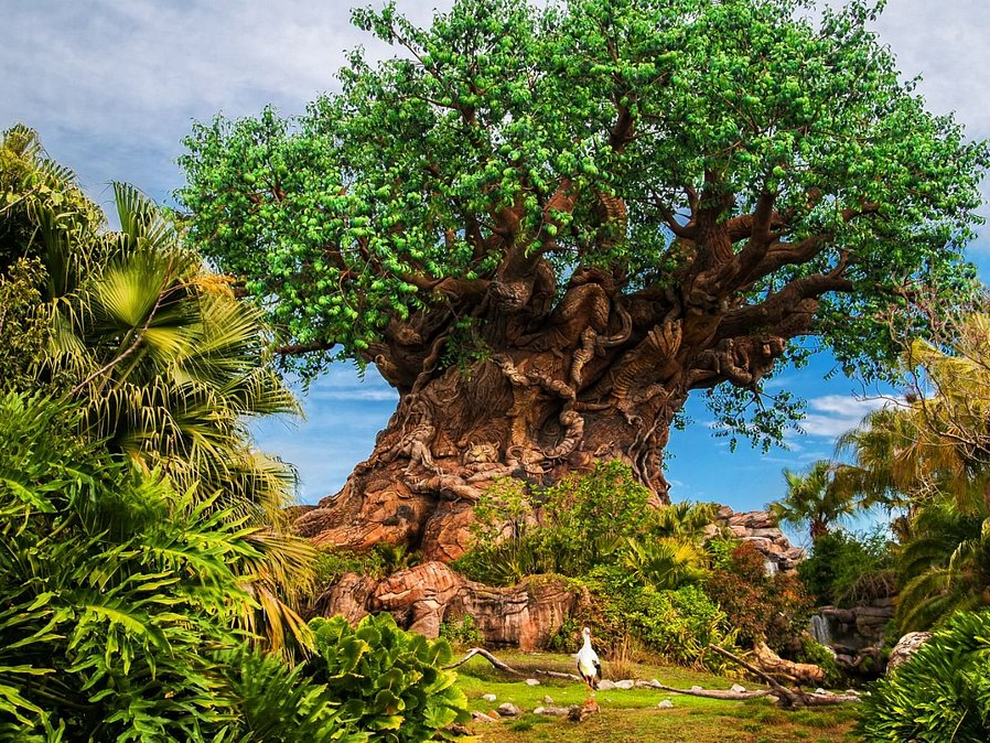 Is Disney Vacation Club Worth It: Animal Kingdom