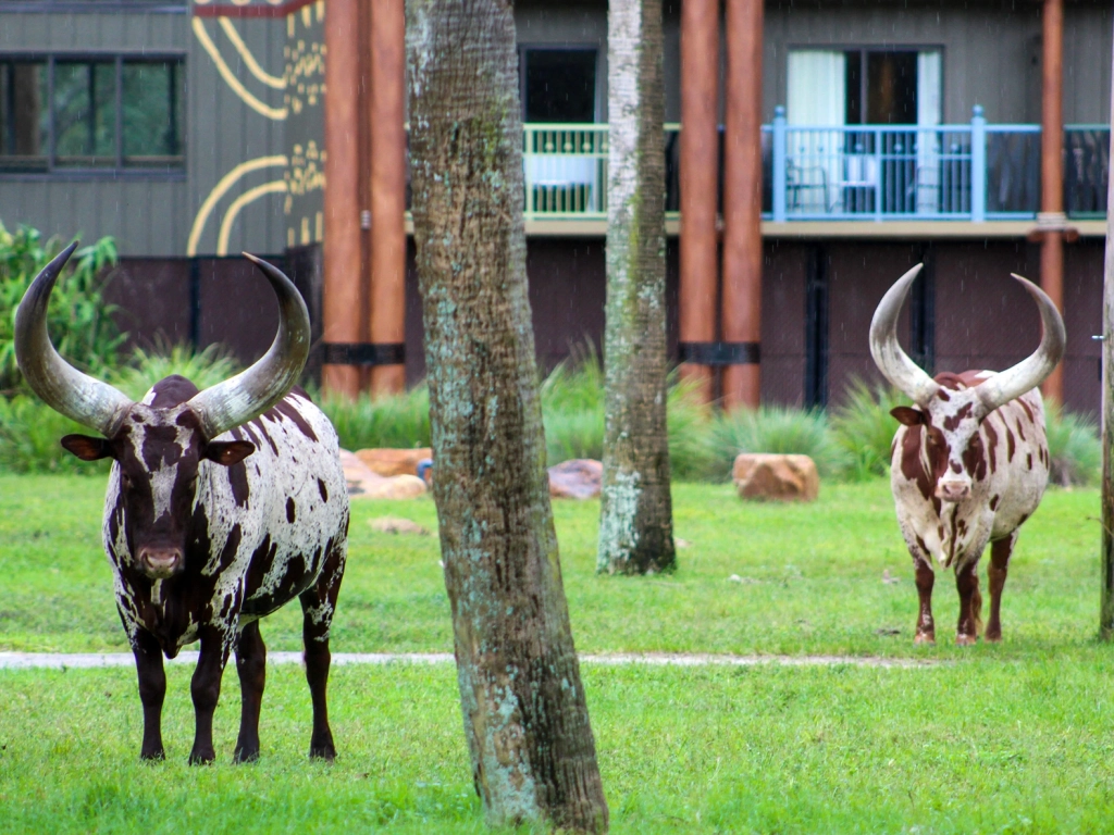 Two large longhorn cattle with spots, standing in green grass near Disney's Animal Kingdom Lodge. - Summer Vacation Ideas