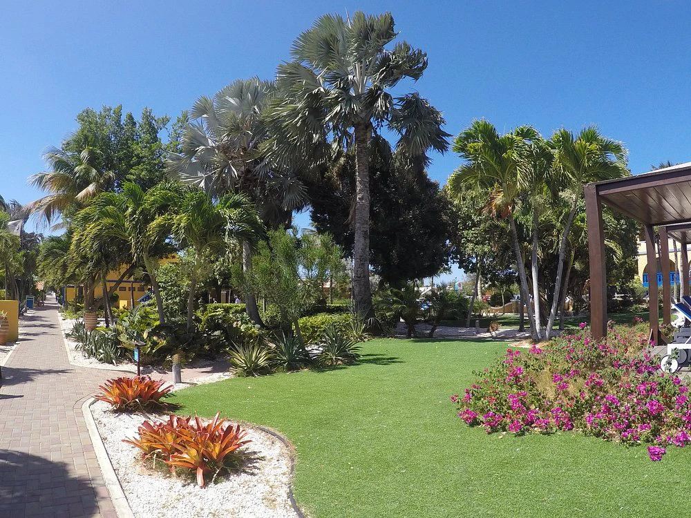 Lush tropical garden landscaping with palm trees, flowering bougainvillea, and a paved walkway at Divi Flamingo Beach Resort.