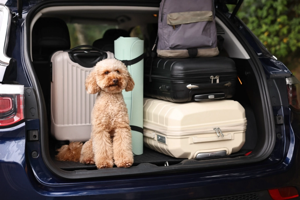 Take Your Dog on a Road Trip with Pet Friendly Timeshares