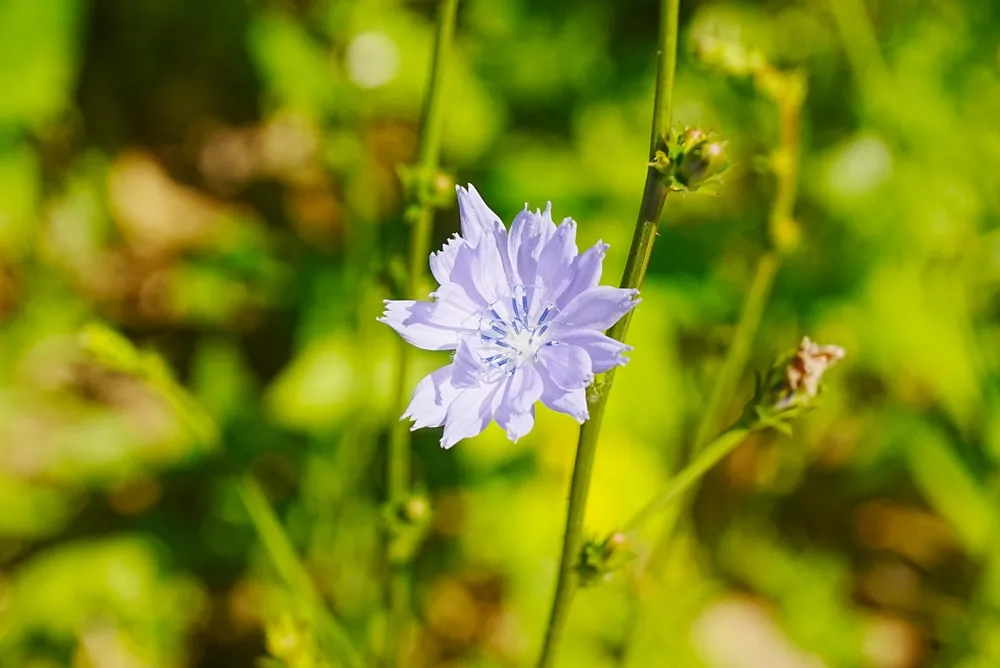Wildflower in the Allegany Mountains