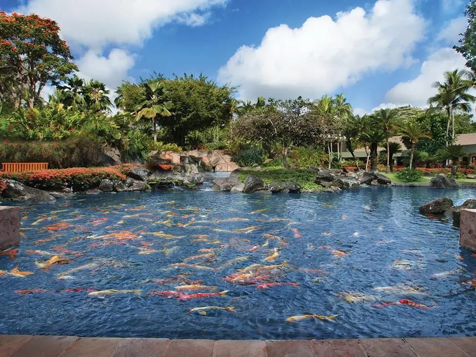 Koi Fish Pond