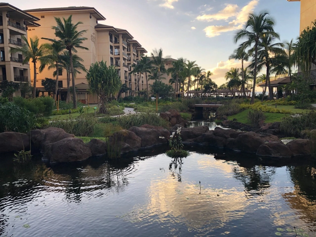 Tranquil resort pond with lily pads reflecting the sunset, bordered by palm trees.