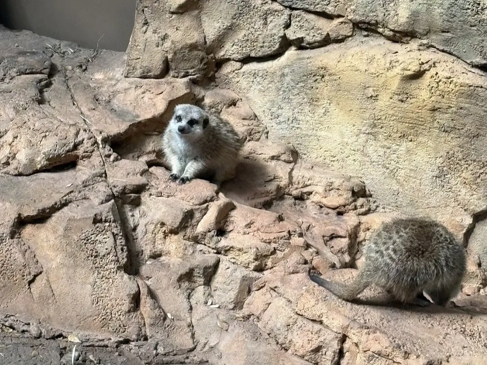 Lincoln Park Zoo Animals