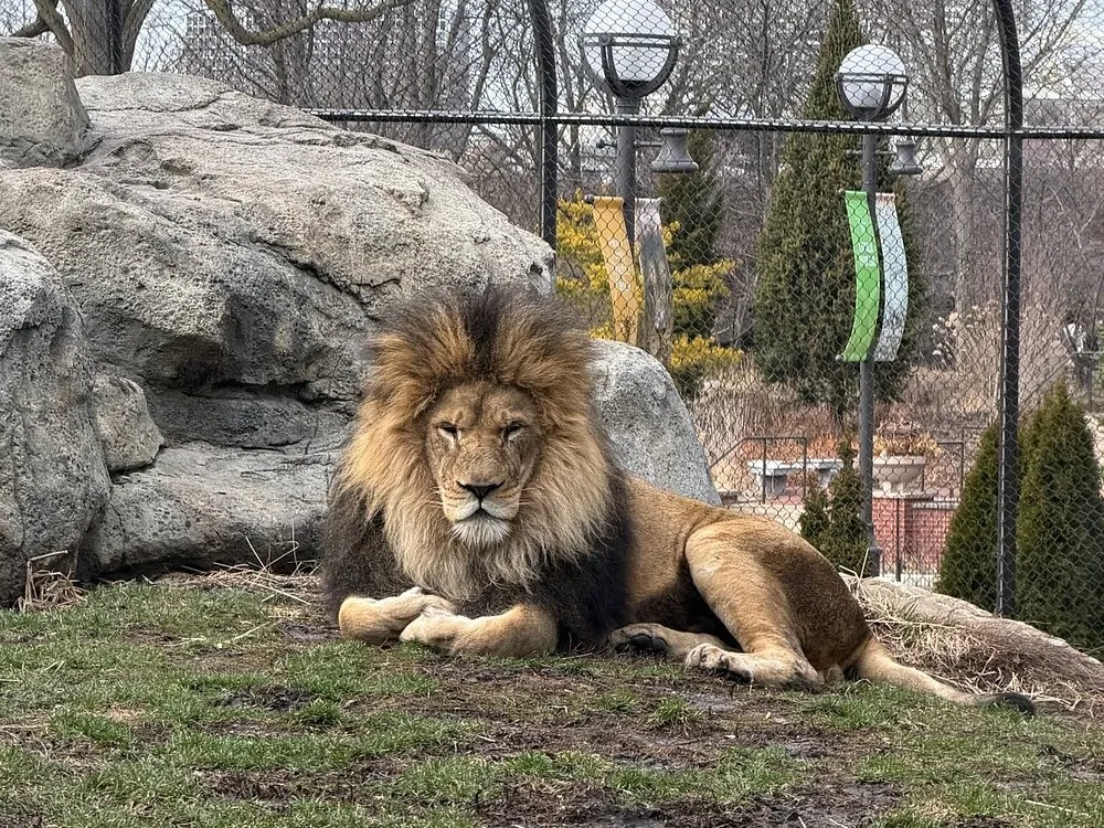 Lincoln Park Zoo Lion