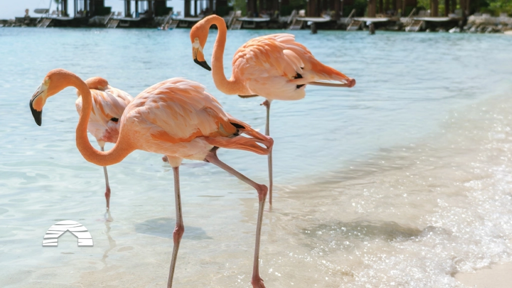 Three pink flamingos wading in shallow, clear beach water with thatched-roof cabanas in the background.