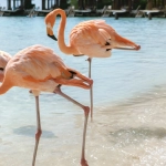 Three pink flamingos wading in shallow, clear beach water with thatched-roof cabanas in the background.