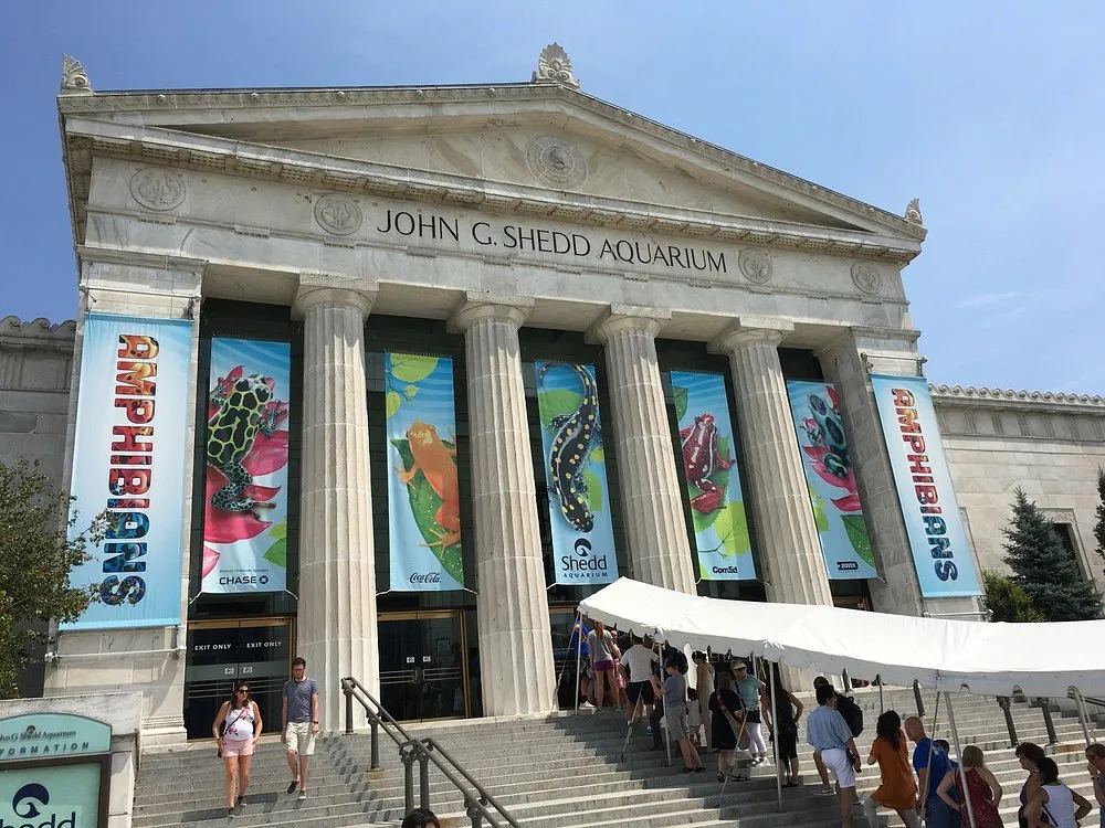 Visit Shedd Aquarium in Chicago with Kids