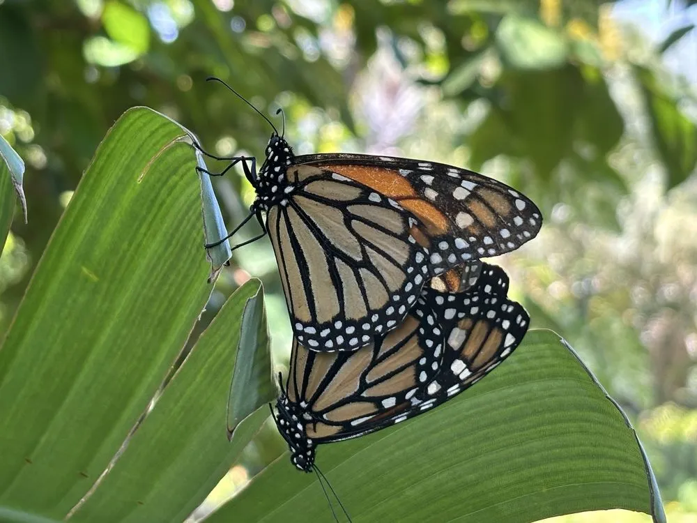Where to Travel in August: Miami Botanical Garden