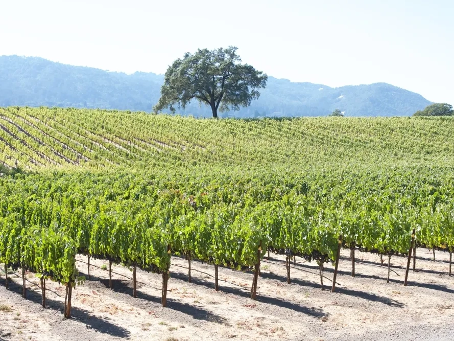 Vineyard